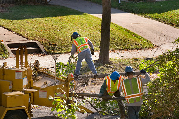 How Our Tree Care Process Works  in  Walhalla, SC